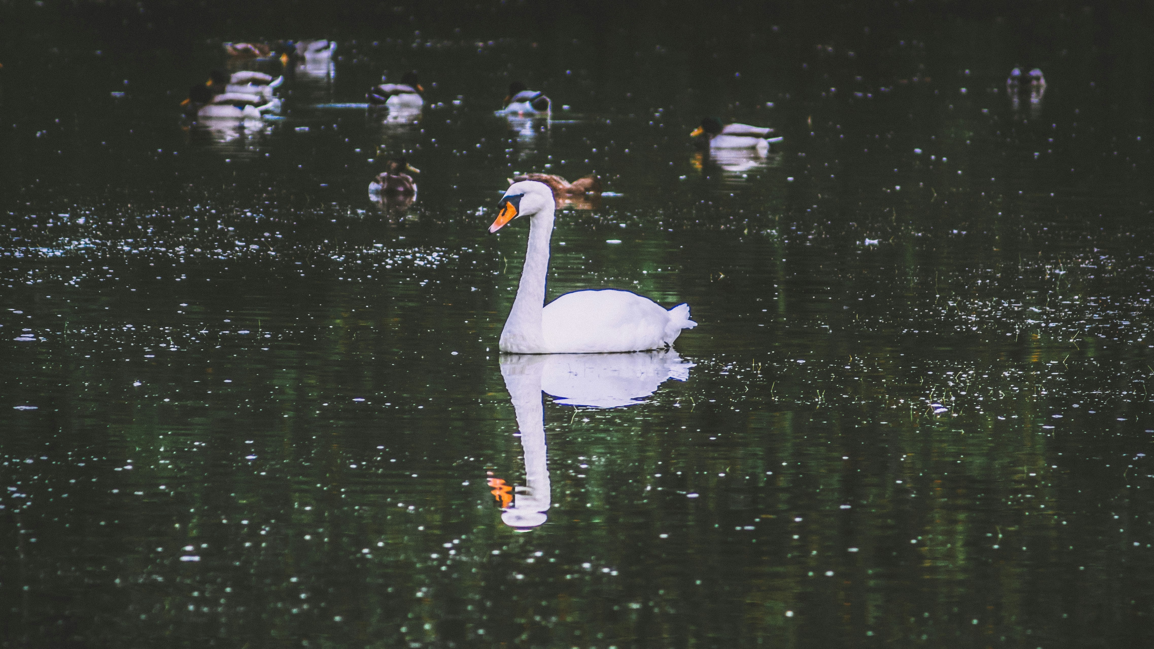 white swan on body of water during daytime